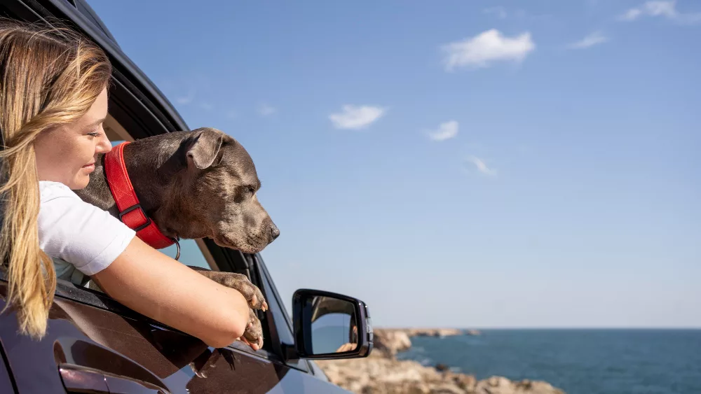 Viajar con perro